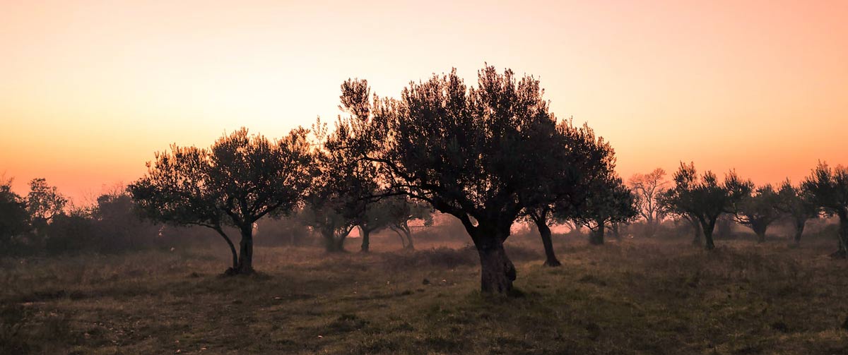 Olivos